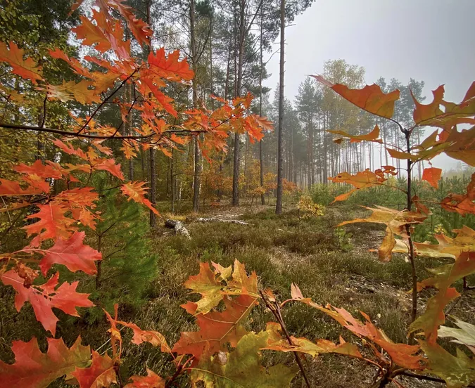 Туман, листочки і гриби: показали красу волинського лісу (фото)