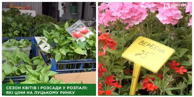 На ринку у Луцьку – ажіотаж на розсаду та квіти: які ціни (відео)