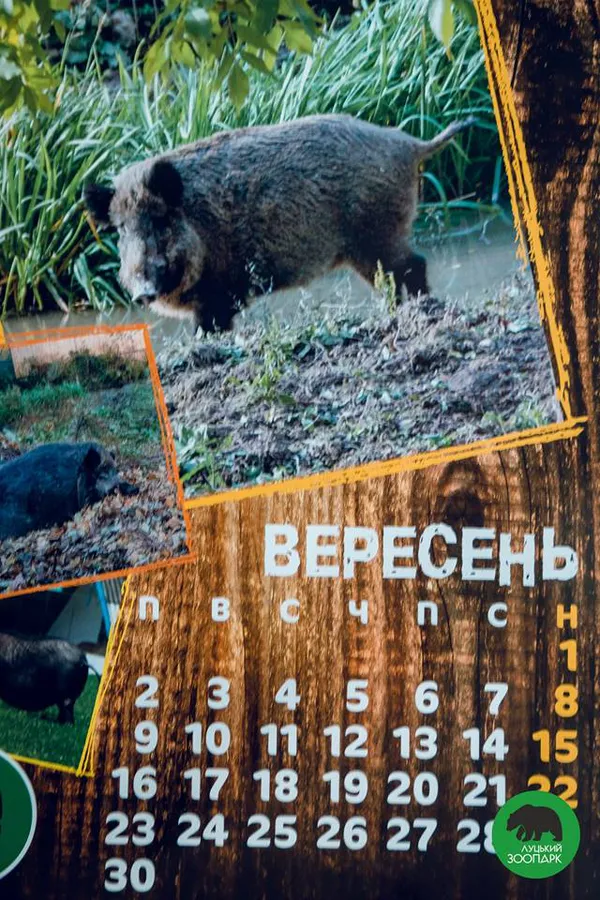 «Луцький зоопарк» видав «мімішний» календар на 2019 рік (фото)
