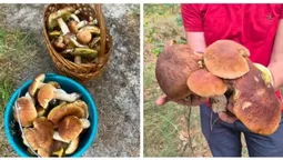 Повні кошики білих і польських: на Волині здали грибну локацію (фото)