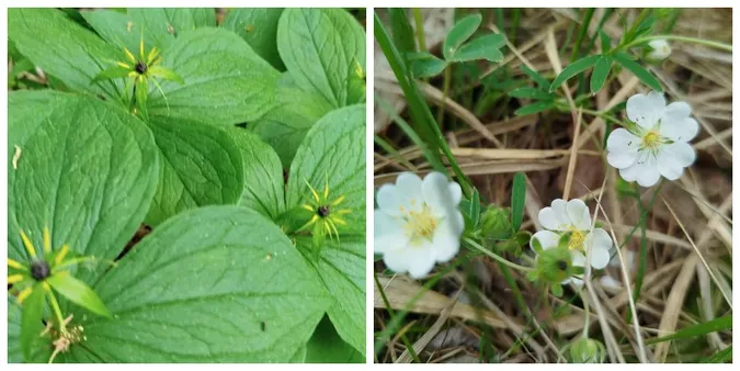 🌱 У лісі на Волині помітили весняну оазу рідкісних рослин