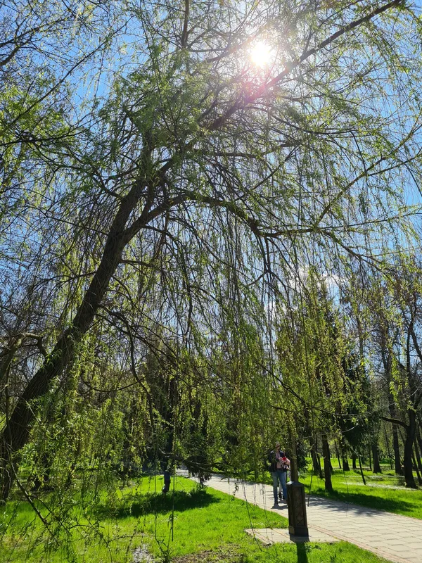 Весняний Луцьк: показали фото заквітчаного міста