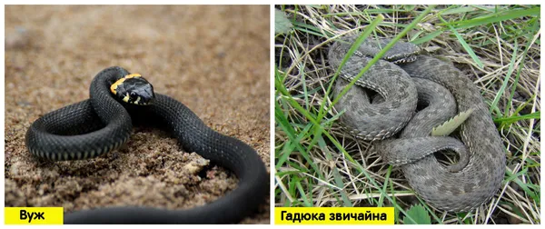 12 пласких питань про волинських змій: кого не треба боятися, а кого остерігатися