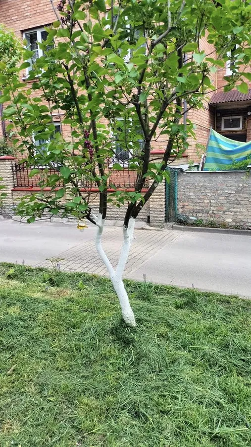 У Луцьку шукали гламурну власницю «золотої» соски (фото)