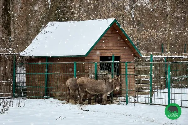 Тварини, що «лікують» настрій: чим дивує зимовий зоопарк у Луцьку (фото)