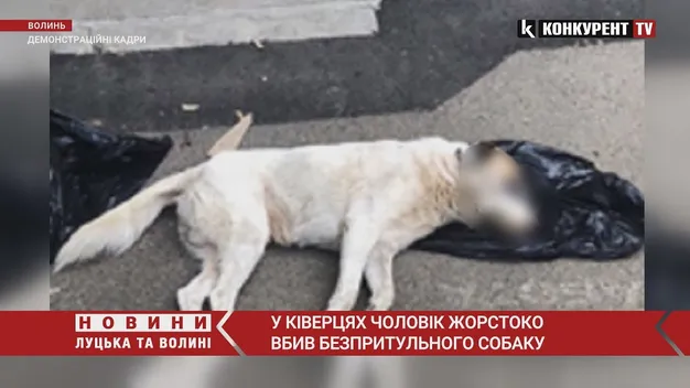 У Ківерцях чоловік об стіну забив безпритульного собаку (відео)