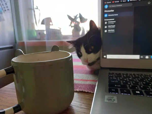 Продуктивний котик