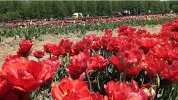 Як доїхати до «Волинської Голландії»: опублікували відеомаршрут