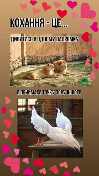 Тваринки-валентинки: луцький зоопарк замилував святковими картинками (фото)
