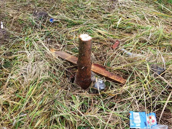 На Волині покрали висаджені біля церкви ялинки (фото) 