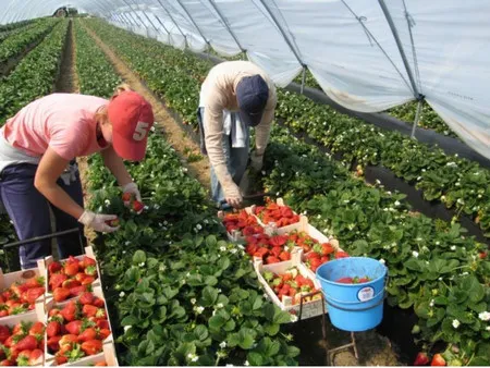 У північних містах Польщі нелегально працювали 77 українців