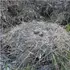 Біля Луцька є 40 гектарів дикої природи, де гніздиться рідкісний птах (фото)