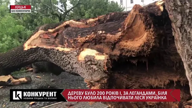 У Луцьку негода знищила Лесин ясен (фото, відео)