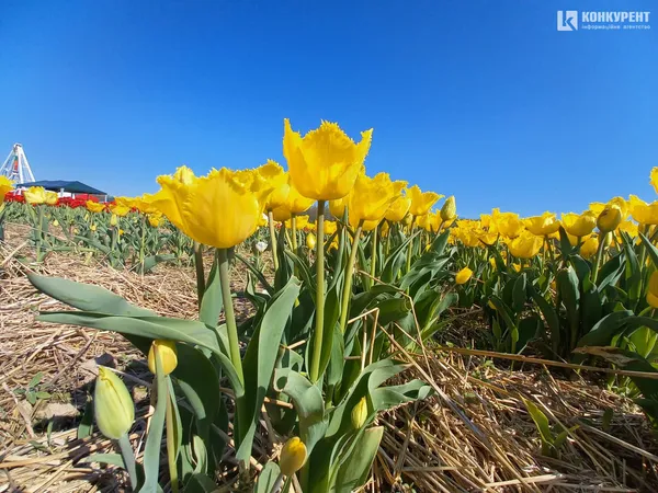 Море квітів: «Волинська Голландія» стартувала (фото)