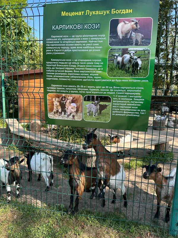 У карликових кіз із луцького зоопарку з'явився опікун (фото)