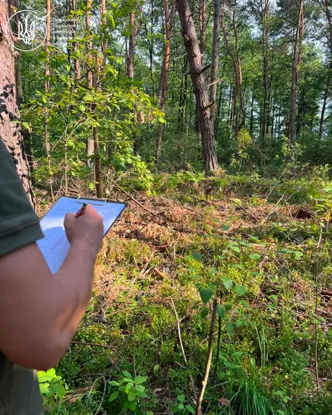 У лісі на Волині невідомі зрубали майже пів тисячі дерев