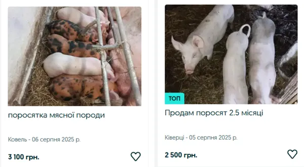 Скільки на Волині коштують корови, поросята, коні та кролі