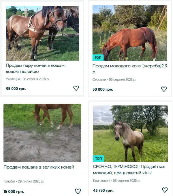 Скільки на Волині коштують корови, поросята, коні та кролі