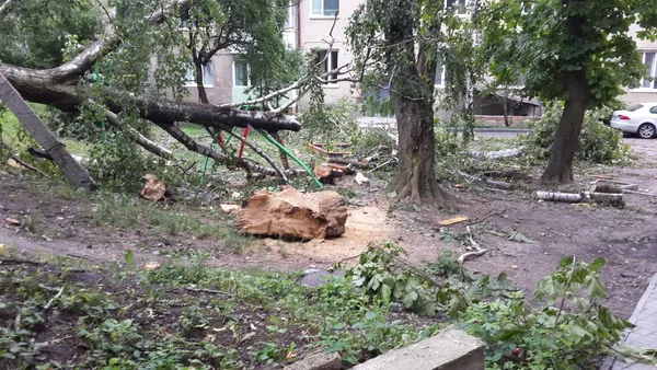 Лучанка просить пообрізати «5-поверхові» каштани (фото)