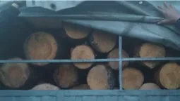 На Волині вкотре зупинили автомобіль з деревиною, на яку не було документів (фото)