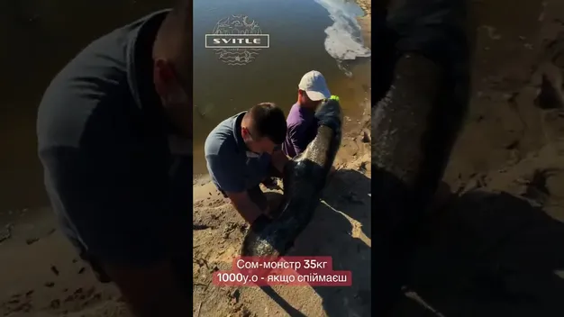 На «Волинських Мальдівах» оселилися соми-гіганти: найбільший «монстр» – 35 кг (відео)