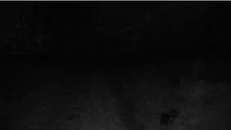 У Ківерцях волонтерці серед ночі підкинули цуценят (відео)