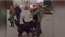 У центрі Луцька закружляв «собачий» вальс (фото, відео)