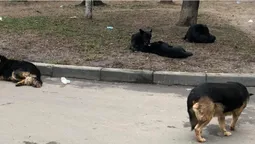 "Весь двір в собачому га*ні": лучани скаржаться на бродячих псів
