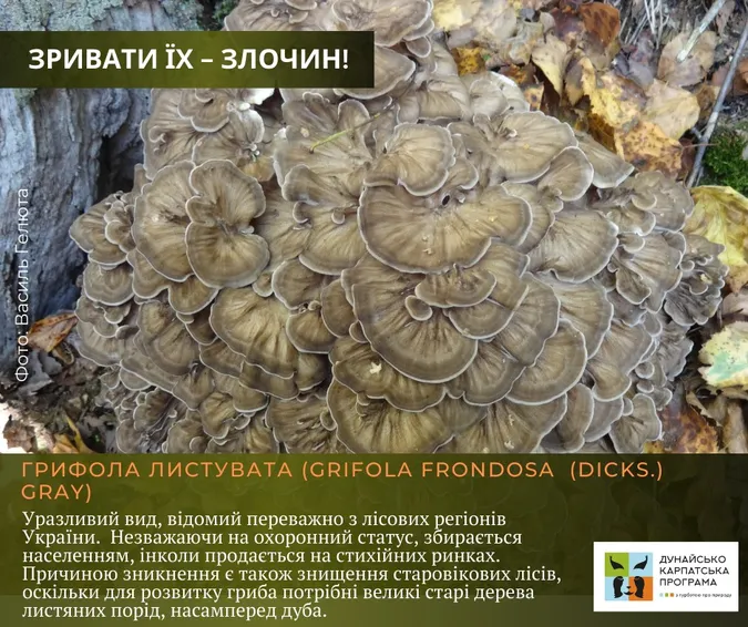 Не тільки отруйні: які гриби не можна збирати в Україні (фото)