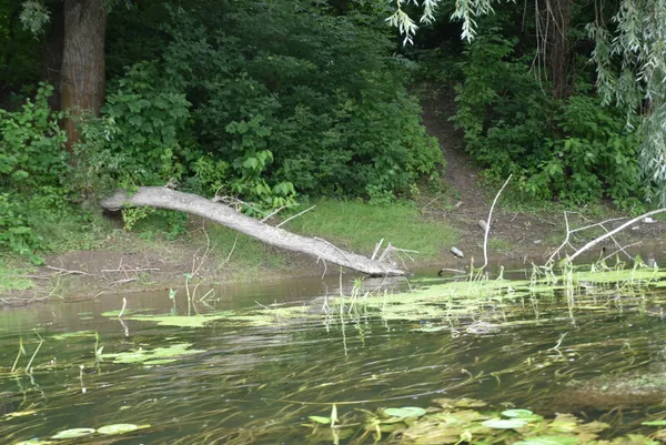У Луцьку Стир чистять від повалених дерев (фото, відео)