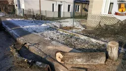 У Луцьку без дозволу зрізали дерево (фотофакт)