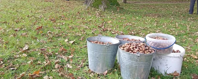Треба щонайменше тонну: на Волині збирали жолуді, щоб врятувати ліс