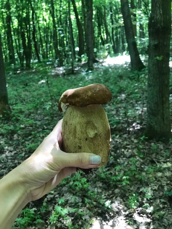 Неподалік Луцька збирають гігантські білі гриби (фото)