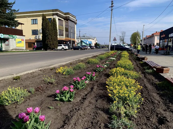 🌷Висадила тисячу тюльпанів: як квітникарка роками змінює Шацьк (фото)