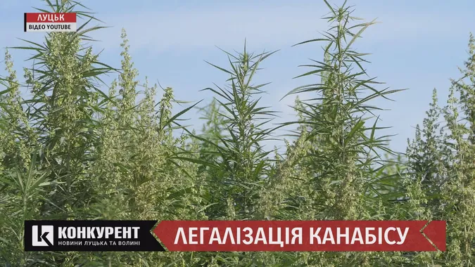 Узаконення марихуани: що кажуть лучани, лікарі та пацієнти (відео)