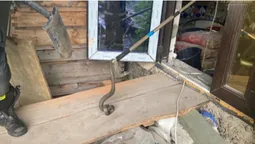 На Волині в будинку ловили вужика (фото)