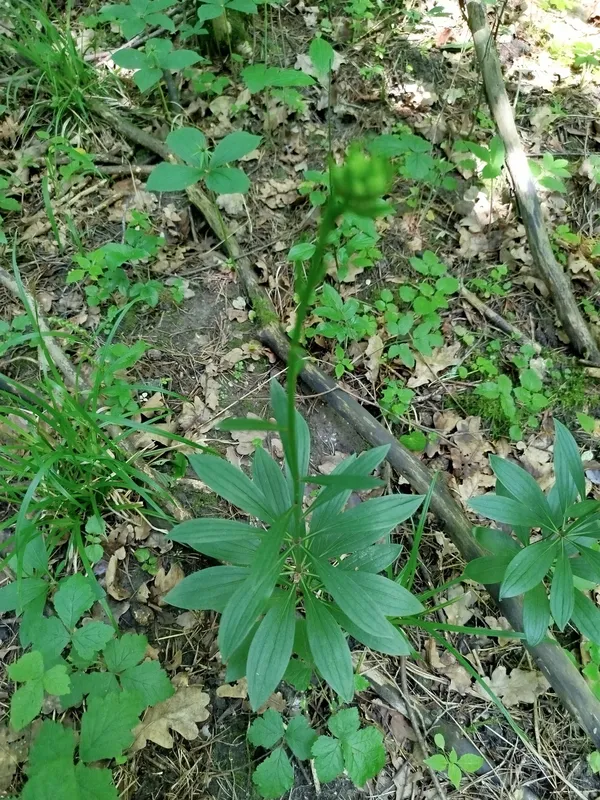 Лілія лісова (Lilium martagon)
