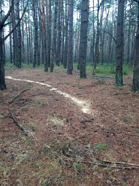 Як у нацпарку на Волині підгодовують лісових звірів (фото)