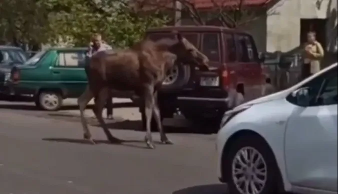 У Шацьку заблукав переляканий лось (відео)