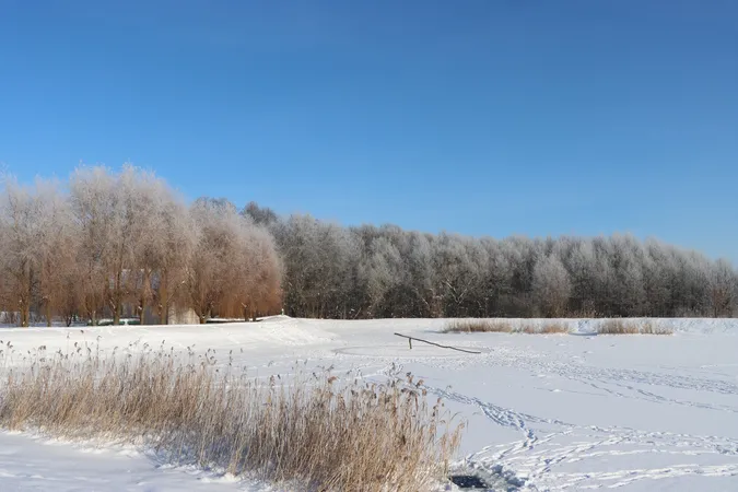 У нацпарку на Волині зима малює крижані квіти (фото)