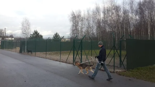 Порівняти з Луцьком: як працюють притулки для тварин  у країнах Європи (фото) 