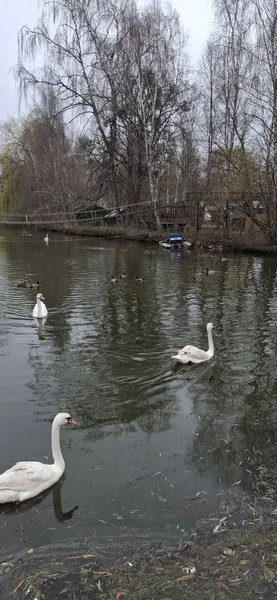 Біля Луцька врятували дикого качура з підбитим крилом (фото)