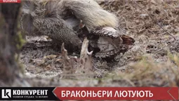 Розкидані кістки та шкіра: на Волині лютують браконьєри (відео 18 +)