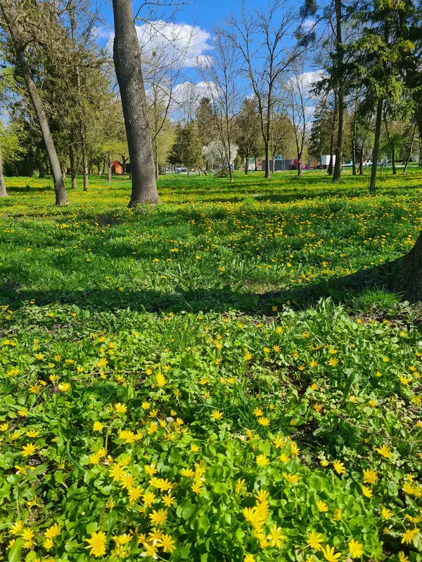Весняний Луцьк: показали фото заквітчаного міста