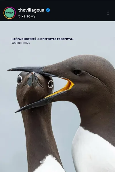 Показали найкумедніші фото тварин 2025 року
