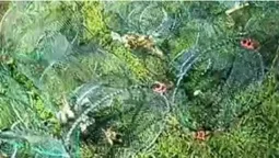 На Волині визволили десятки раків із незаконних ятерів (відео)