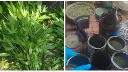 На городі волинянина знайшли 262 кущі конопель, а вдома – майже кілограм канабісу (фото)