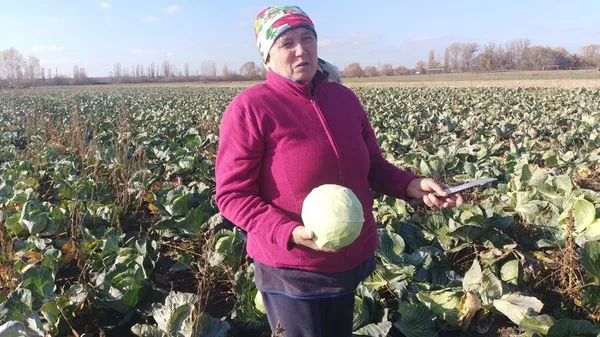 Син почав справу, а тепер – на війні: як подружжя з Волині вирощує капусту (фото, відео)
