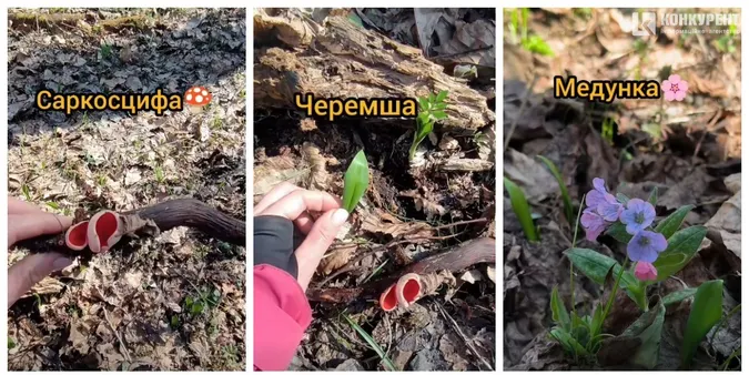 У лісі на Волині знаходять перші весняні скарби (відео)