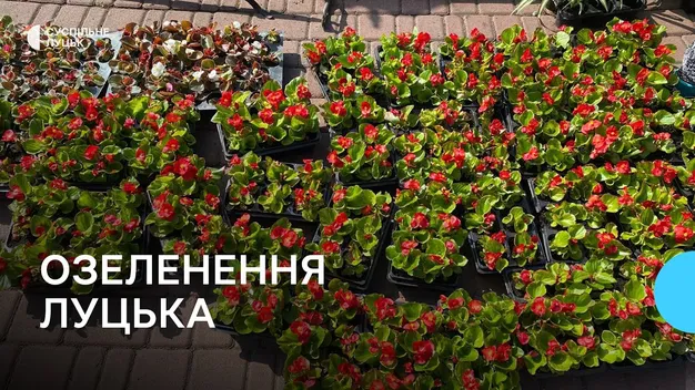 Скільки цього року витратять на озеленення Луцька (відео)